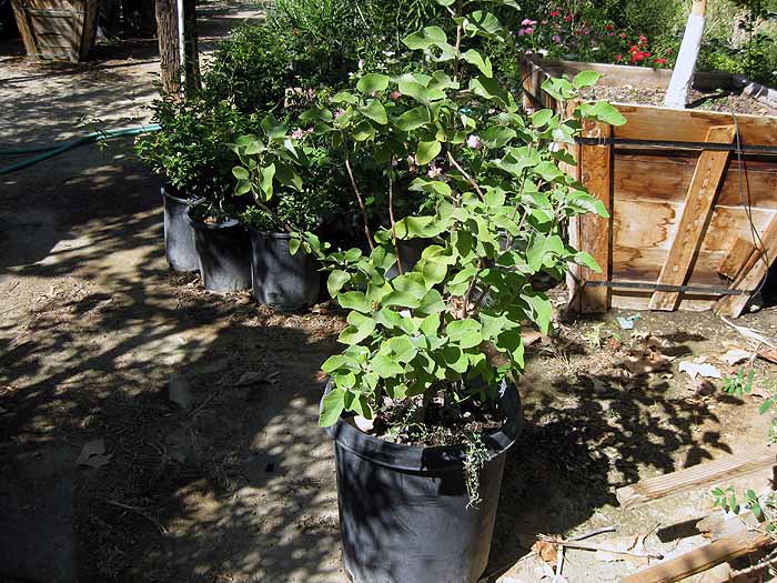 Cordia boissieri
